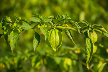 Tomatillo (Physalis philadelphica) or Mexican husk tomato