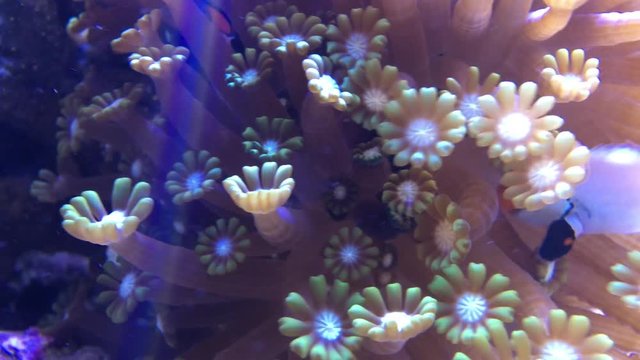 Clownfisch in Anemone, Anemonenfische