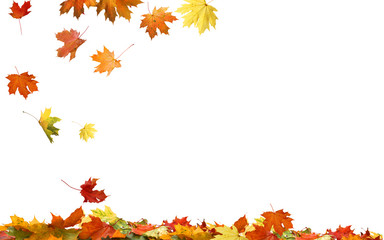 Autumn falling maple leaves isolated on white background - obrazy, fototapety, plakaty