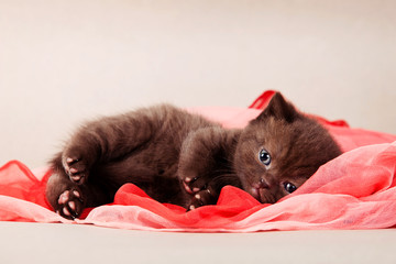 furry brown kitten of a British cat in a red scarf on a gray background