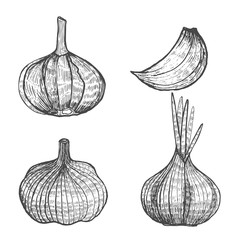 Graphic Hand Drawn Isolated Garlic Set. Vector Illustration