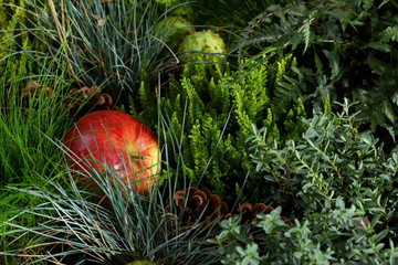An apple in a forest run.
