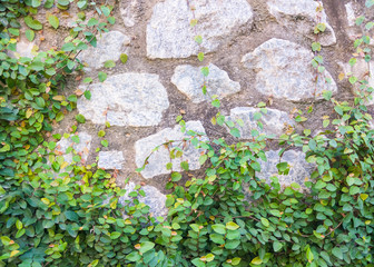 Stone wall with the fresh ivy.