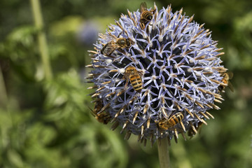 Bees on a Flower