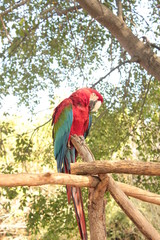 colorful sleeping bird