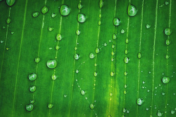 Natural background rain drops on the green leaf