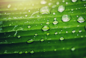 Natural background rain drops on the green leaf