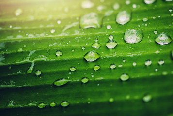 Natural background rain drops on the green leaf