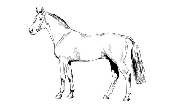 race horse without a harness drawn in ink by hand on white background in full length
