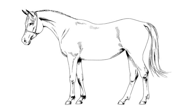 race horse without a harness drawn in ink by hand on white background in full length