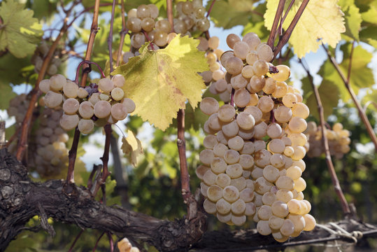 Agriculture Wine Industry Man Harvesting Vine