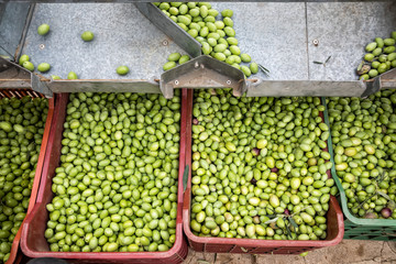 Hand sorting out collected green olives