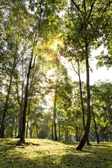 Fototapeta na wymiar Green forest tree natural background with sunlight morning.