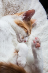 Sleepy Little Ginger
