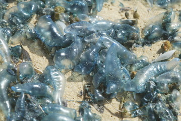 Blaue Algen