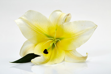 White lily flower closeup on white