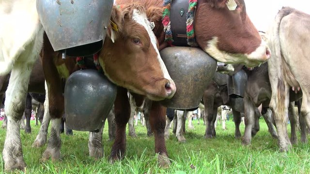 Viehscheid, Almabtrieb in Wertach, Allg&auml;u, Schwaben, K&uuml;he, 4K