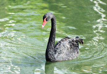 black swan in the lake
