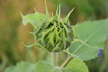 Sonnenblume geschlossene Knospe