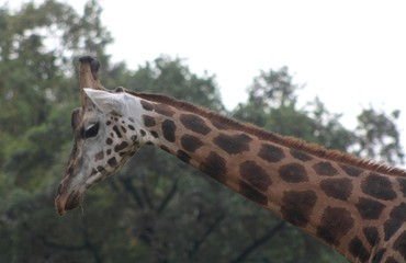 Giraffe (Giraffa Camelopardalis) (1)