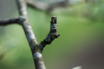 flowering apple tree branch