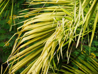 Close-up detail of the yellow green leaves on a palm frond. Hua Hin, Thailand. Travel and nature background concept.