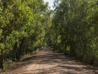 Trees lined dirt road, Angkor Thom, Siem Reap, Cambodia