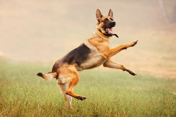 A shepherd dog runs after a frisbee in the field