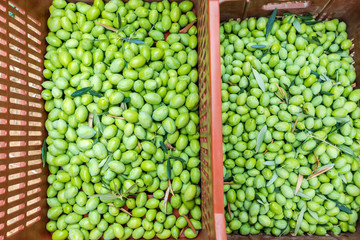 Olives harvesting in a field in Chalkidiki,  Greece