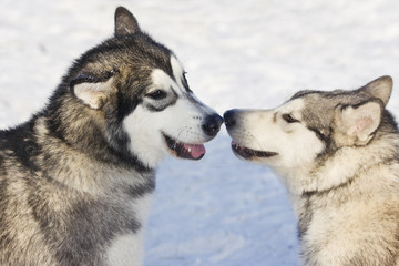 Husky dogs in the winter in the snow on the street