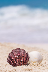 Seashells in the Sand at Seashore in Cancun, Vacation Concept