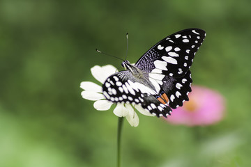 Lime Butterfly sucking nectar from yellow flowers .