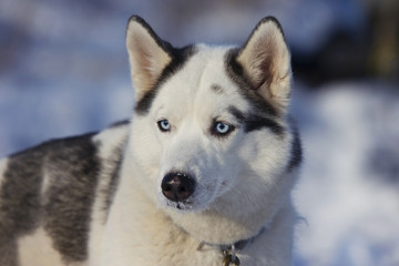 Husky dogs in the winter in the snow on the street