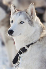Husky dogs in the winter in the snow on the street