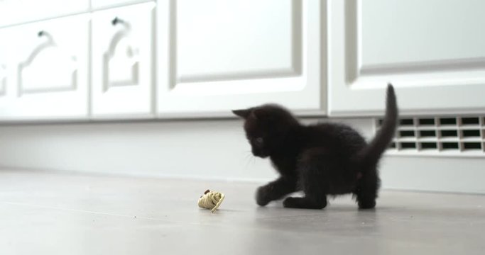 Black kitten playing with a toy mouse in a kitchen slow motion