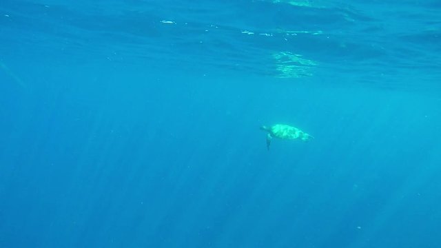 Sea Turtle in ocean