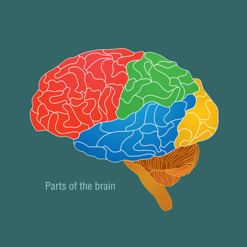 Parts of the brain. Color vector illustration