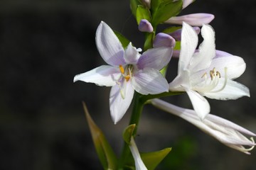 Flower of a Hosta sieboldii.