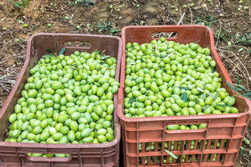 Olives harvesting in a field in Chalkidiki,  Greece