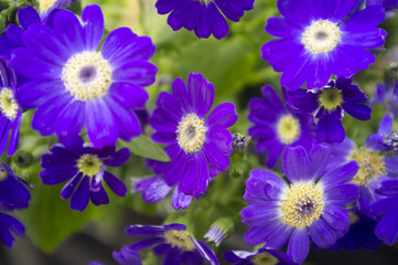 Violet Flowers