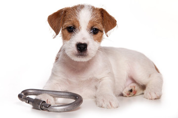 Puppy jack russell terrier dog and carabiner (isolated on white)