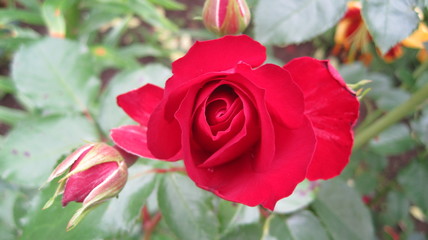 a red rose bud close-up