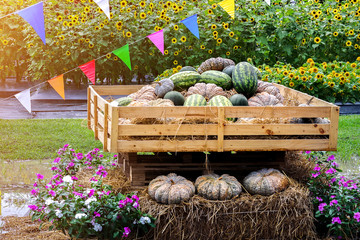 Pumpkins and watermelons pile display on wooden box and hay bales decorated with flowers and colorful flags and sunflowers field on background. Agriculture harvest exhibition, organic market concept.