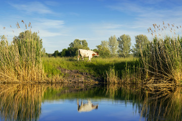 lonely cow walks along the beach