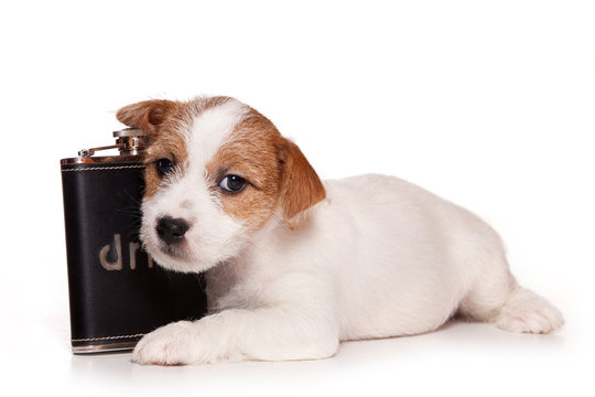 Puppy Jack Russell Terrier Dog and Pan (isolated on white)