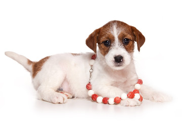 Puppy jack russell terrier dog beads (isolated on white)