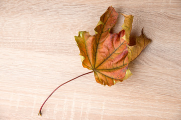 Autumn leave - 175501012