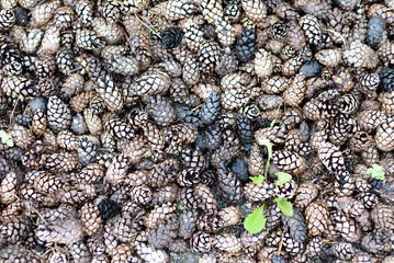 texture of pine cones lying on the ground