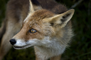 Naklejka na ściany i meble Red fox, close-up head