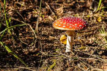 very toxic, but pretty mushrooms growing on the edge of the forest
